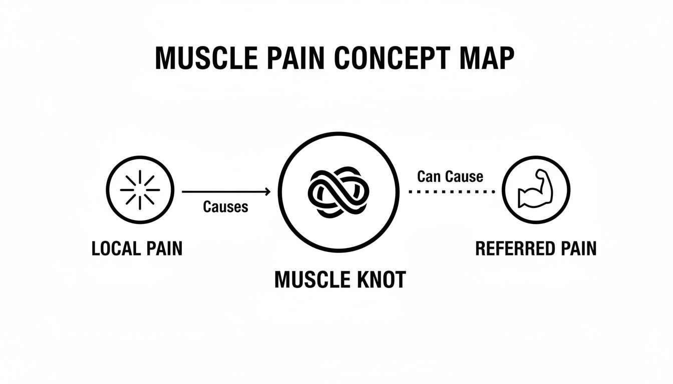 A concept map showing local pain causes a muscle knot, which can cause referred pain.